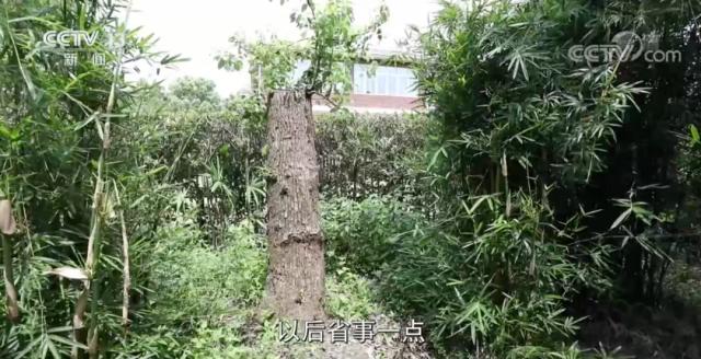 修剪自己種的樹被罰14萬，這合理嗎？